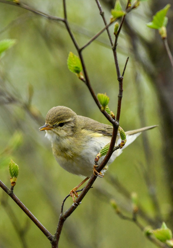 18 Willow Warbler